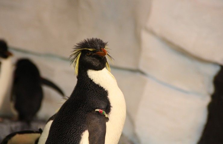 Pinguini crestati uova 