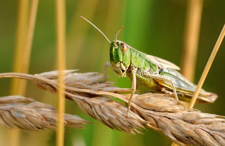 Locusta grano scenari futuro 