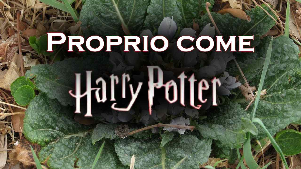 Mandracola, la pianta di Harry Potter che sta intossicando la