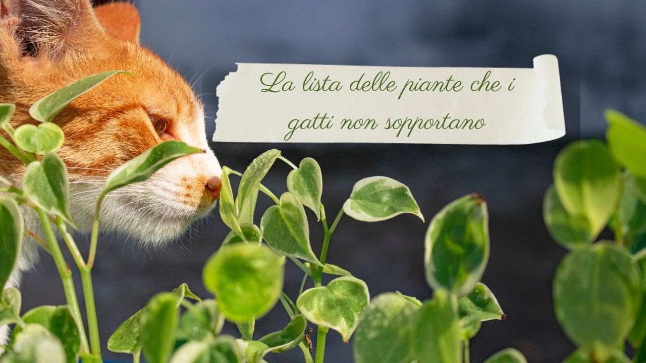 piante repellenti gatti