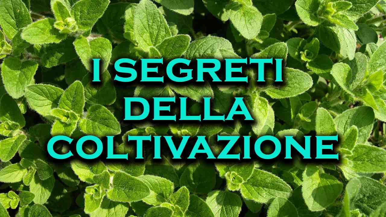 segreti coltivazione origani