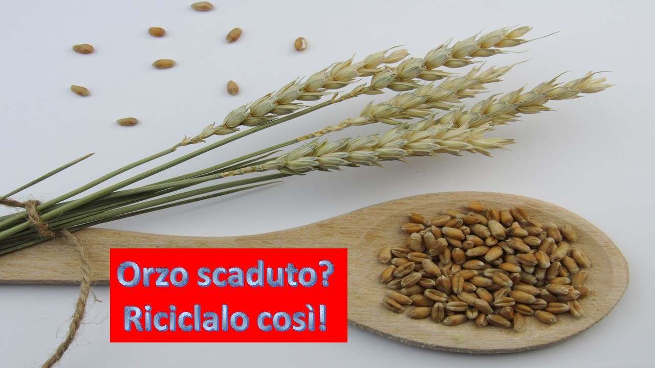 Orzo scaduto riciclo modi