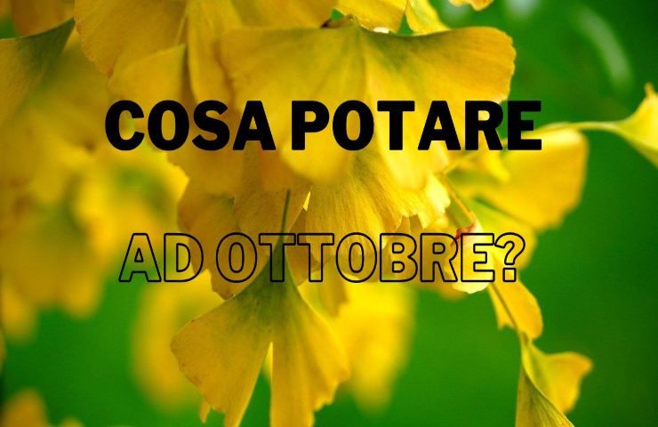 Potature ottobre foglie 