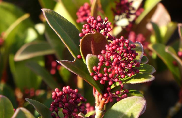 Skimmia Giapponese cure