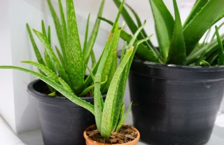 aloe vera cure