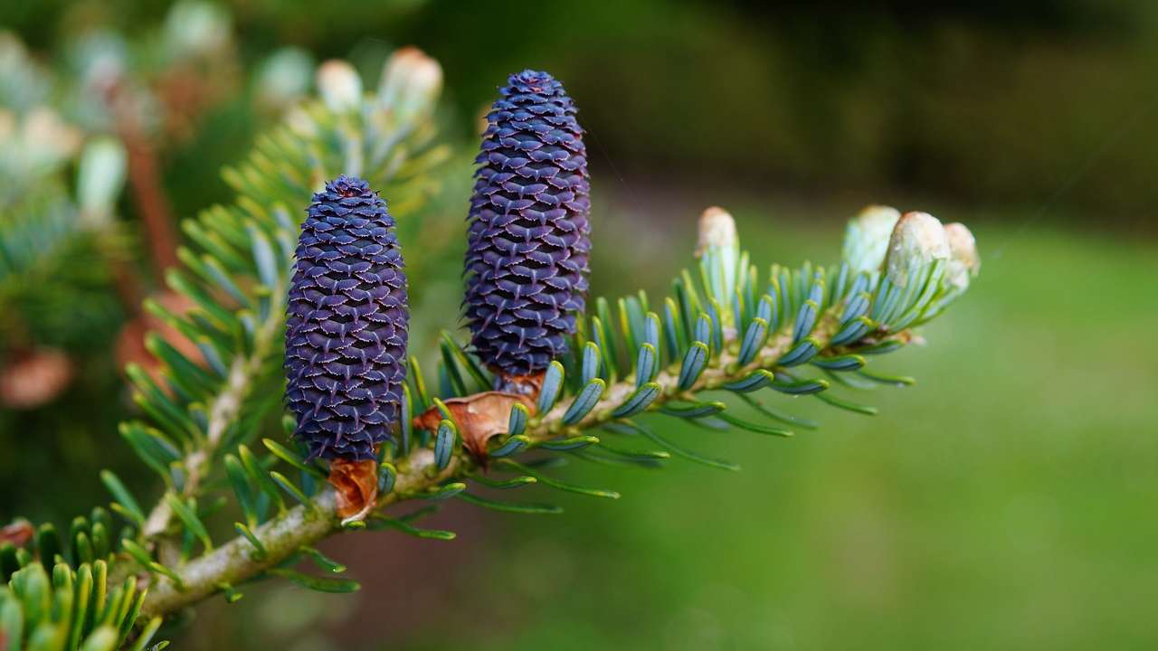 Pigne idee divertenti