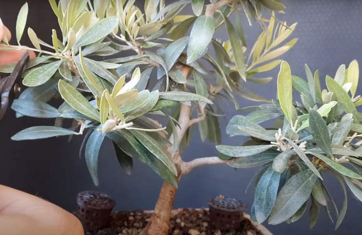 ulivo bonsai coltivazione
