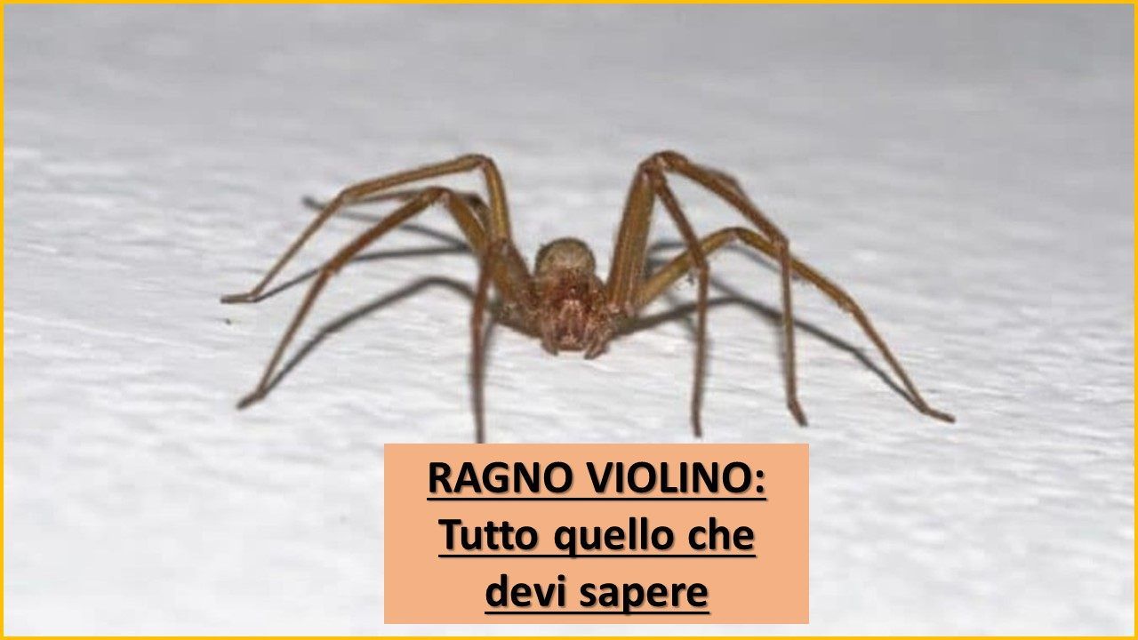 Ragno violino specifiche sintomi