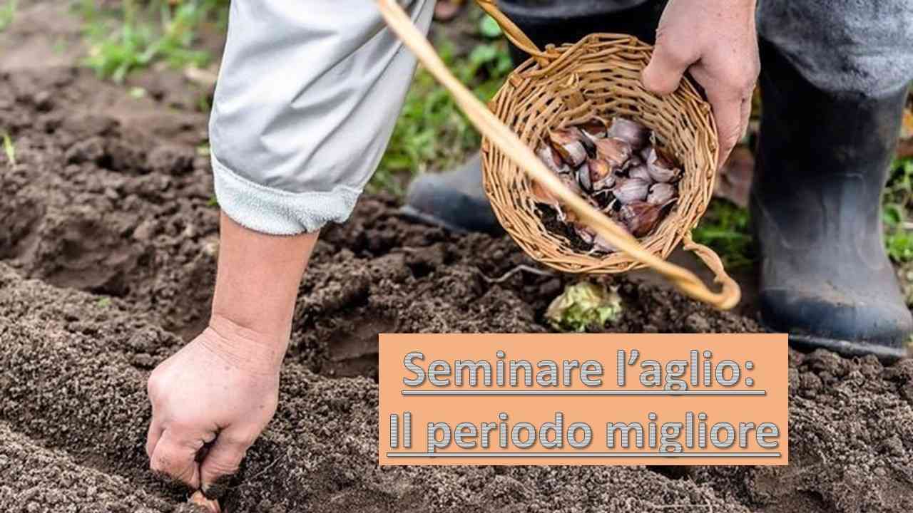 Seminare l'aglio periodo migliore