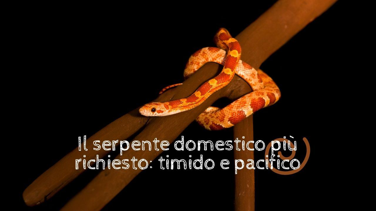 Serpente Domestico Questo Puoi Tenerlo In Casa In Totale Tranquillit 