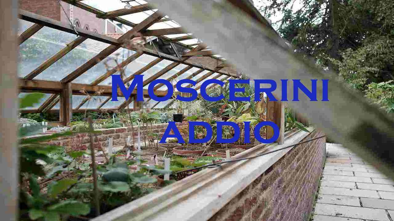 rimedio allontanare moscerini