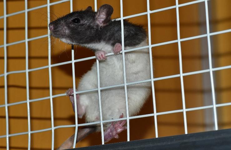 petizione esperimenti animali Europa