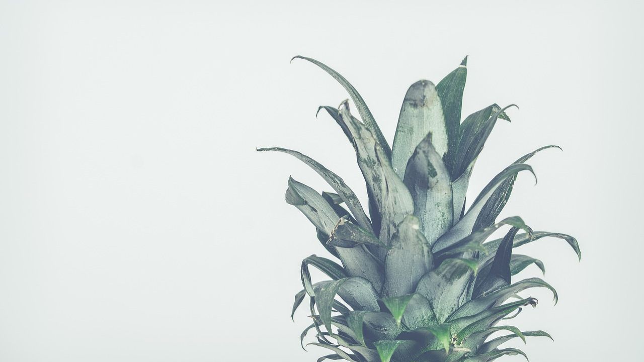 gambo ananas non buttarlo