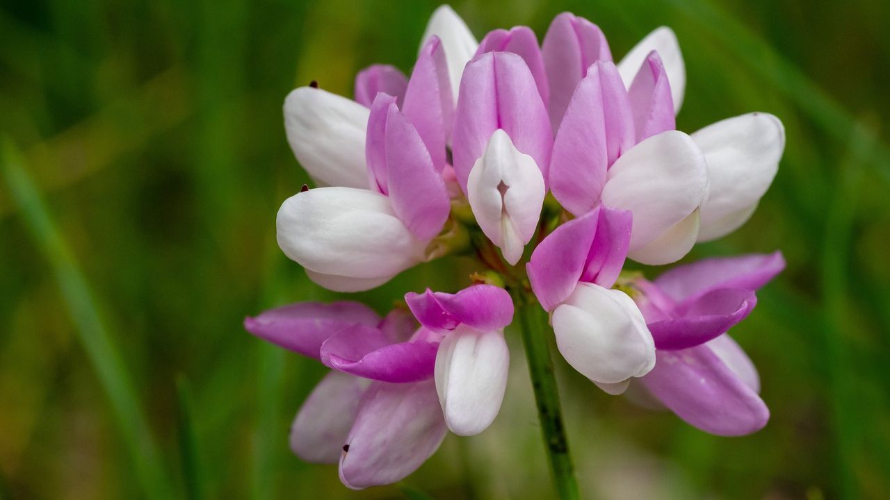 astragalo mille virtù conosciamolo
