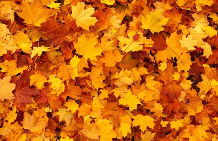 foglie di autunno ammucchiate 
