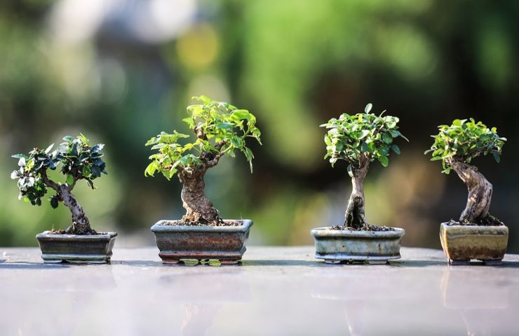 bonsai ficus controllare crescita questo metodo