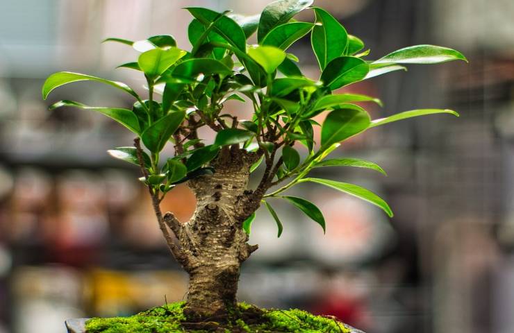ficus bonsai metodo controllare sua altezza