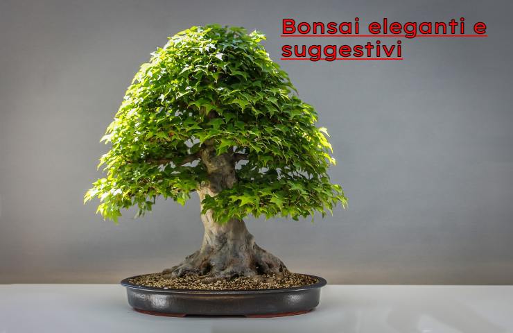 bonsai simbolo amore 