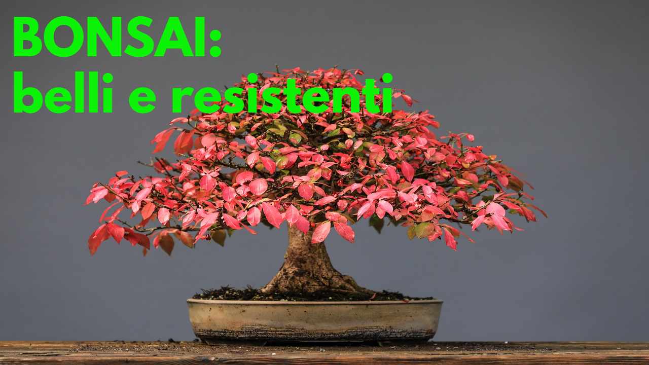 bonsai tecnica antica