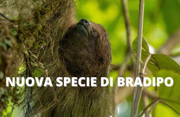 bradipo nuova specie