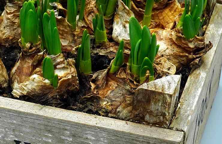 bulbi autunno coltivare giardinaggio