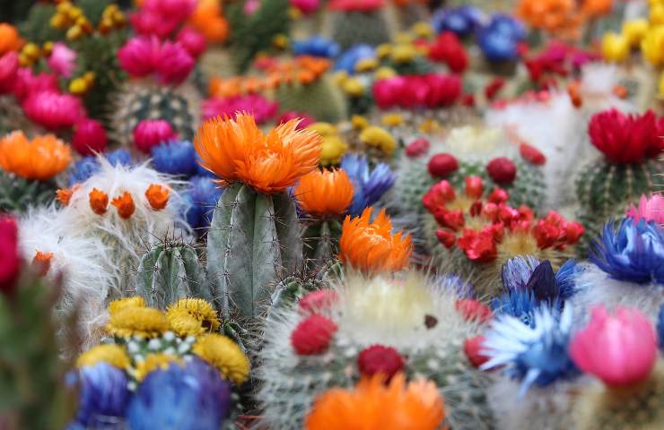 cactus rinvaso fiori