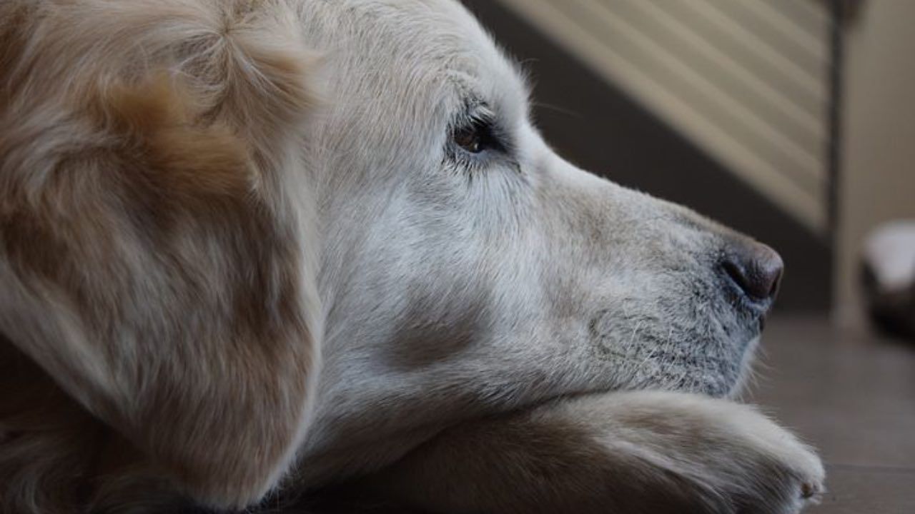 cane annoiato rimedio