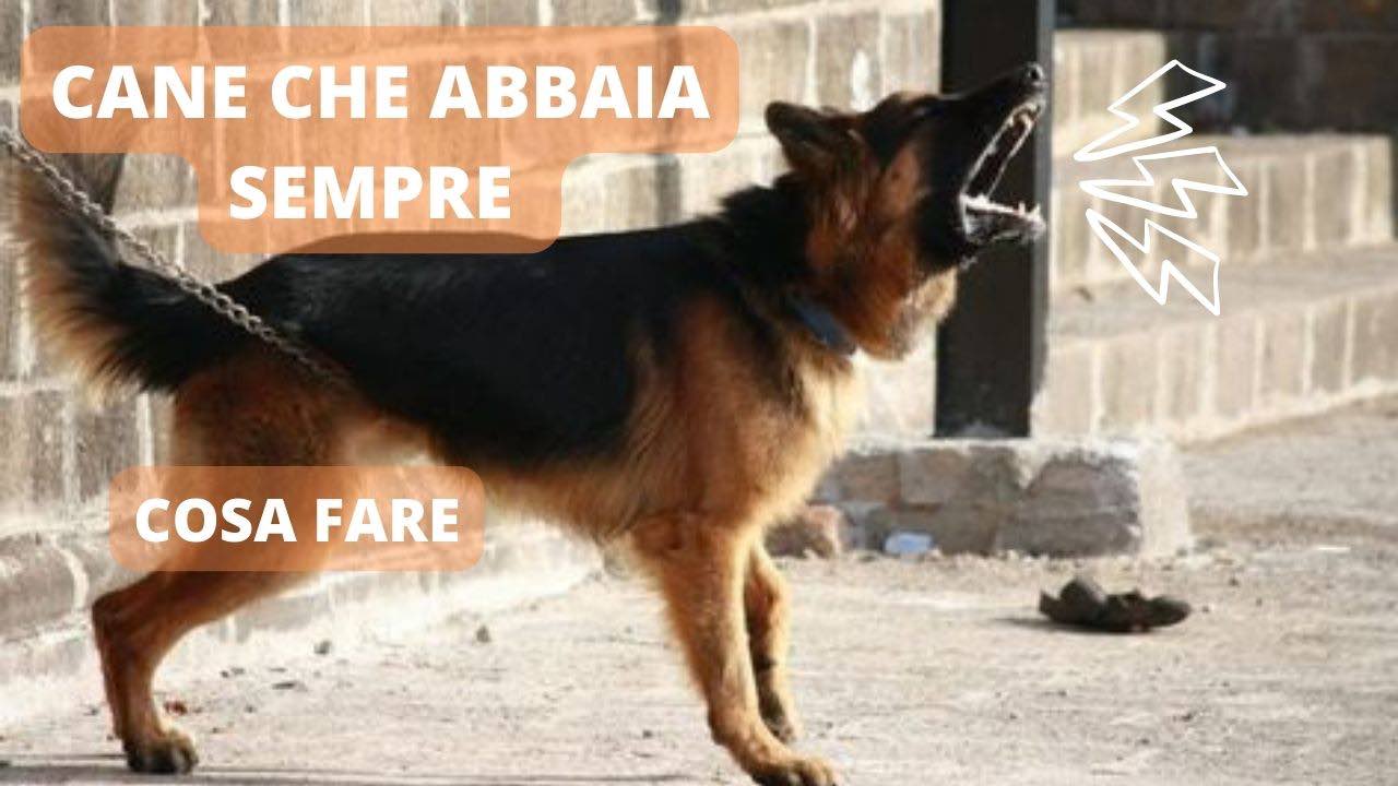 cane abbaia troppo tutela