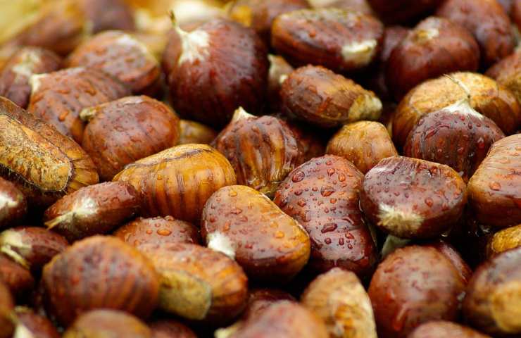 castagne cottura rapida 