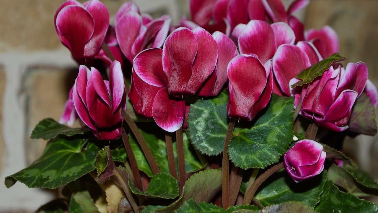 ciclamino terreno esausto come capirlo