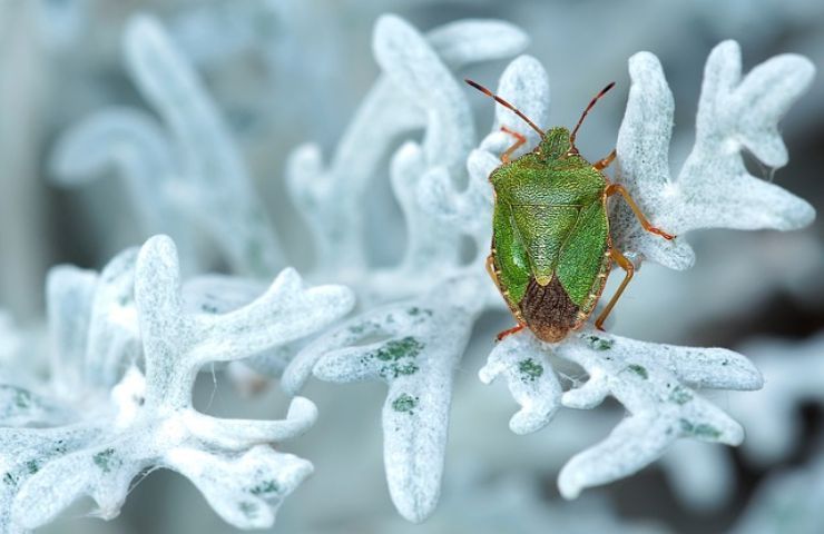 cimice invasione tutte case eliminale così