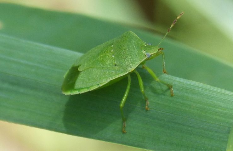 cimice verde eliminarle senza pesticidi