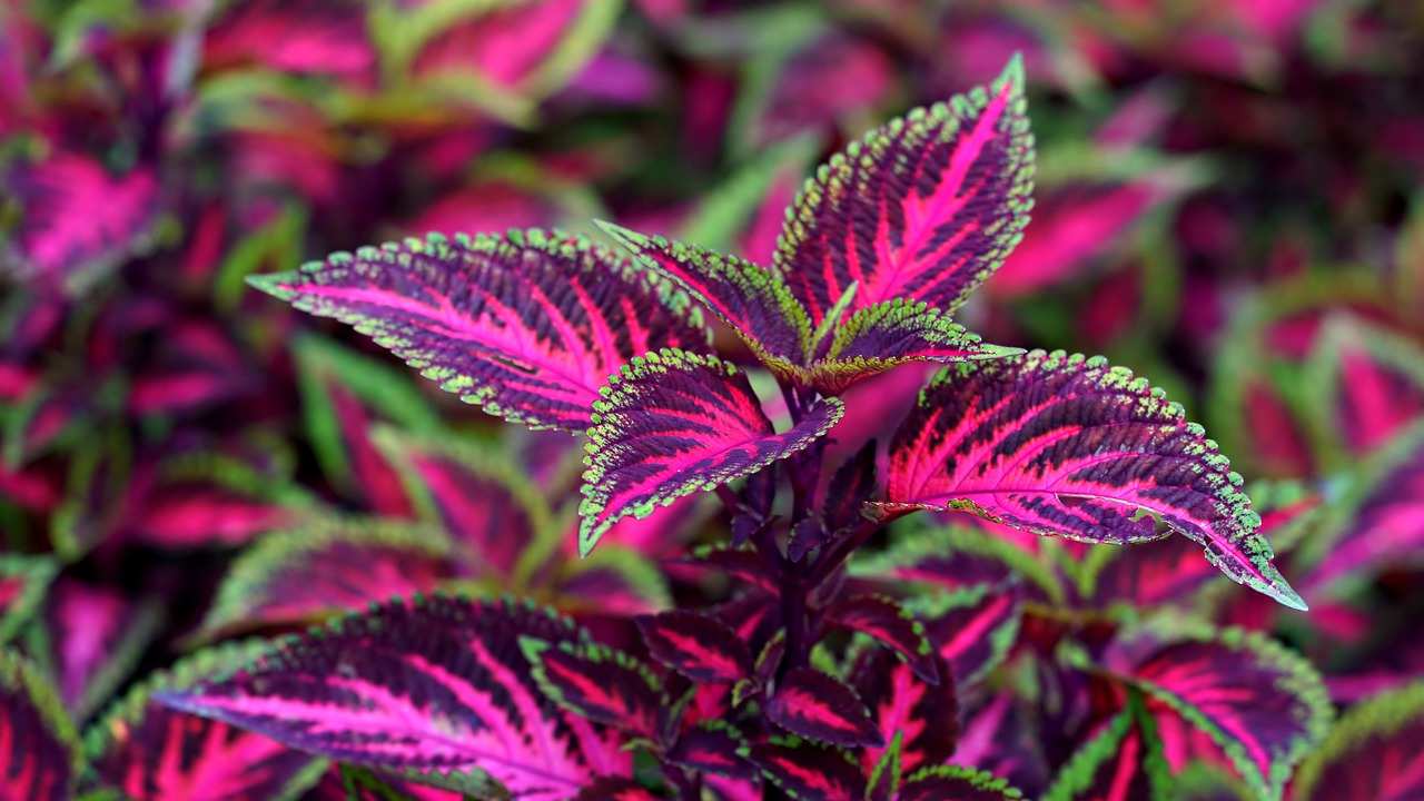 coleus coltivazione in acqua