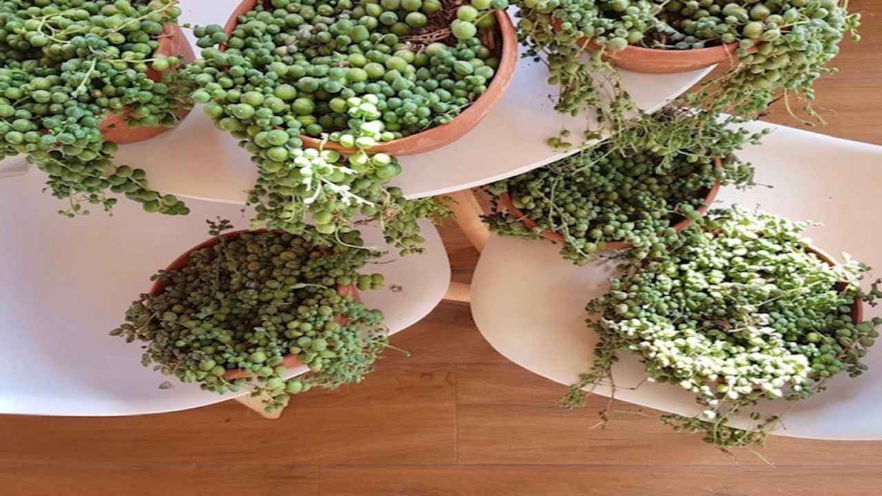 pianta del rosario fioritura