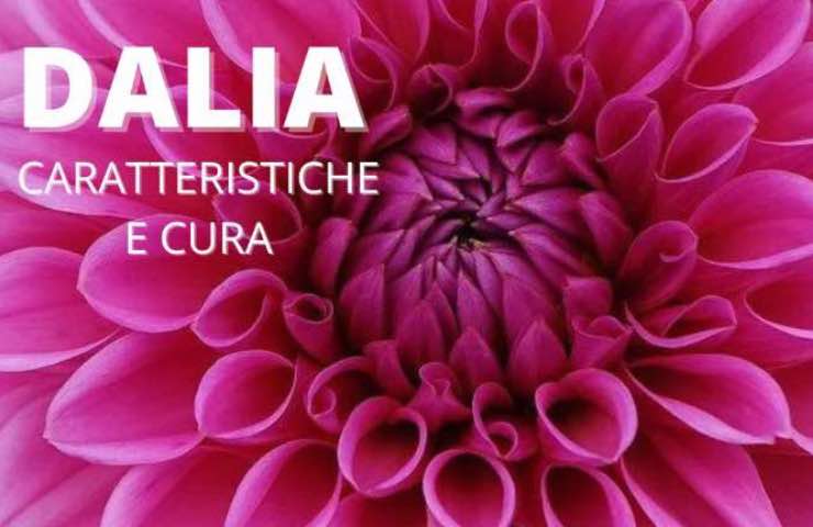 dalia pianta cura