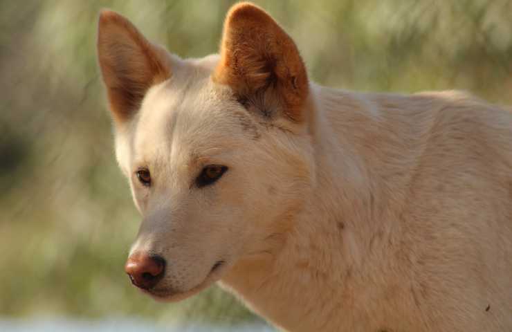 dingo canide mammifero 
