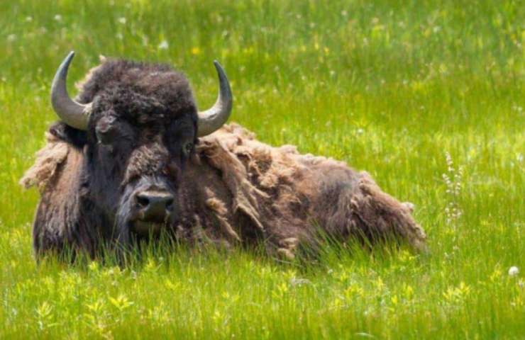 Bisonte selvatico torna in Inghilterra