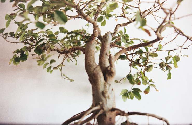 bonsai ficus rimedi 