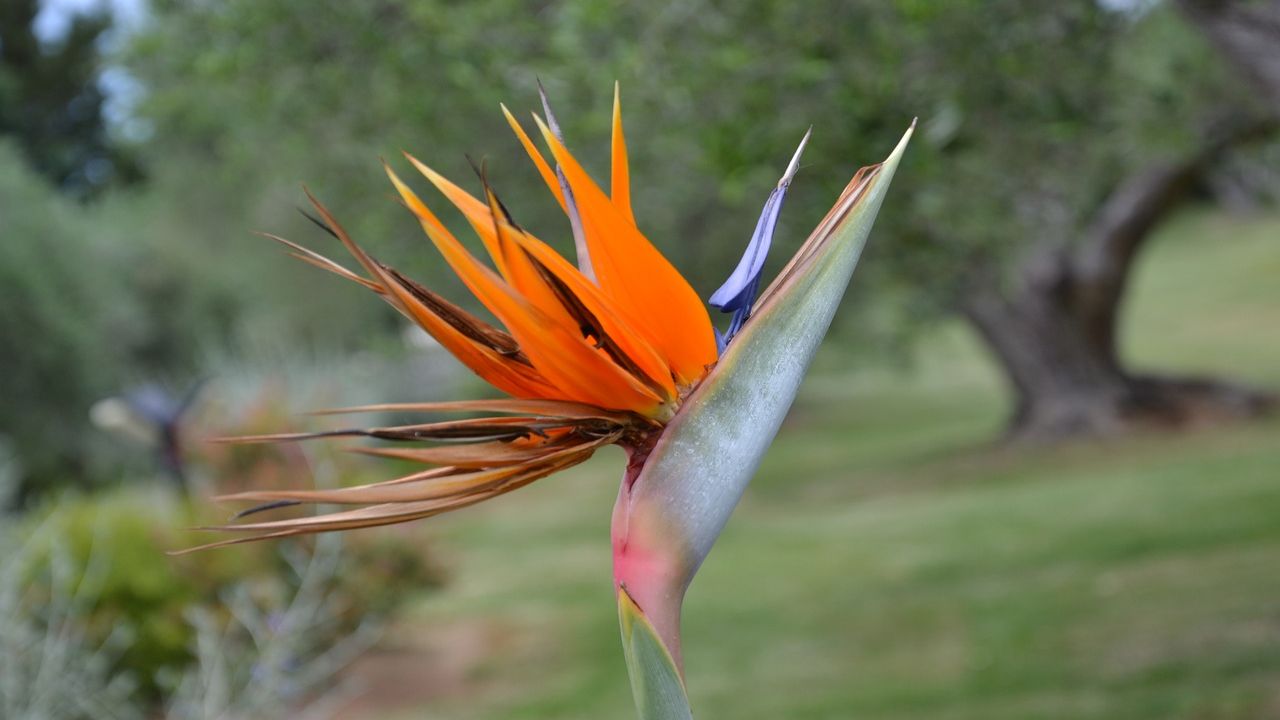 sterlizia pianta segreto fiorire coltivare meglio