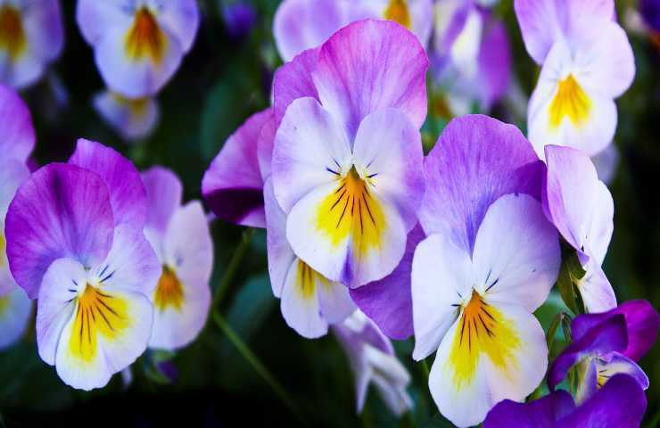 fiori autunnali viole 