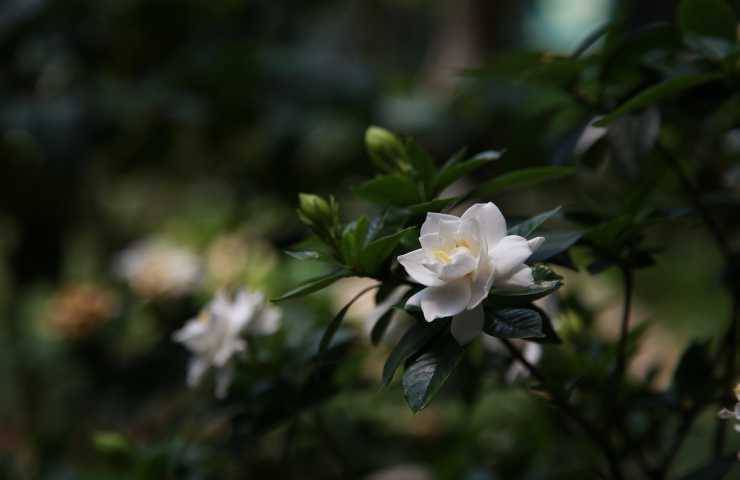 pianta gardenia bianca