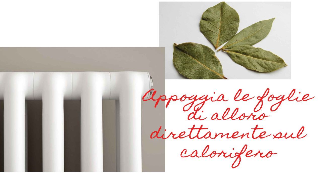 foglie alloro termosifone rimedio fantastico