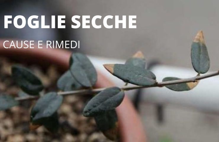 foglie secche cause