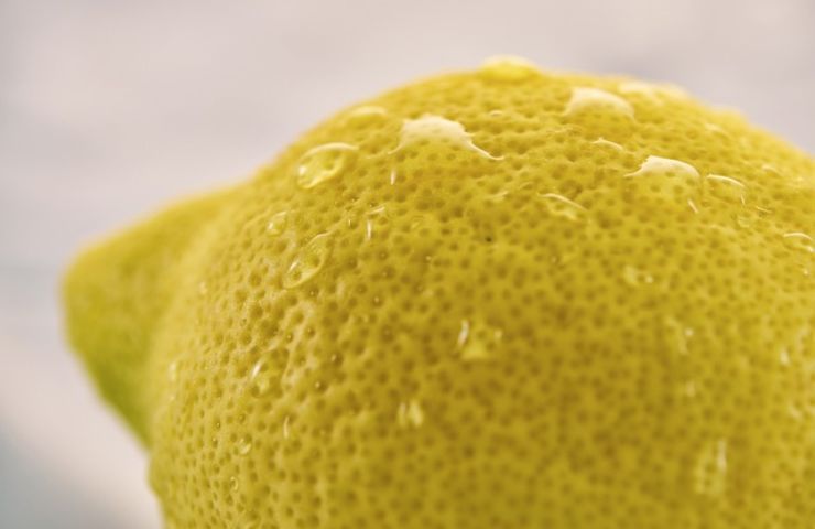 limone succoso accorgimenti coltivazione