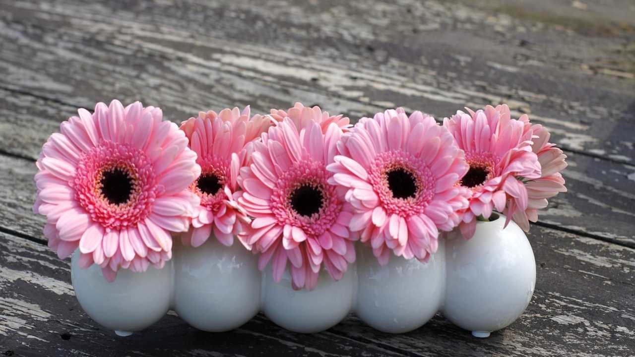 gerbere coltivazione cura