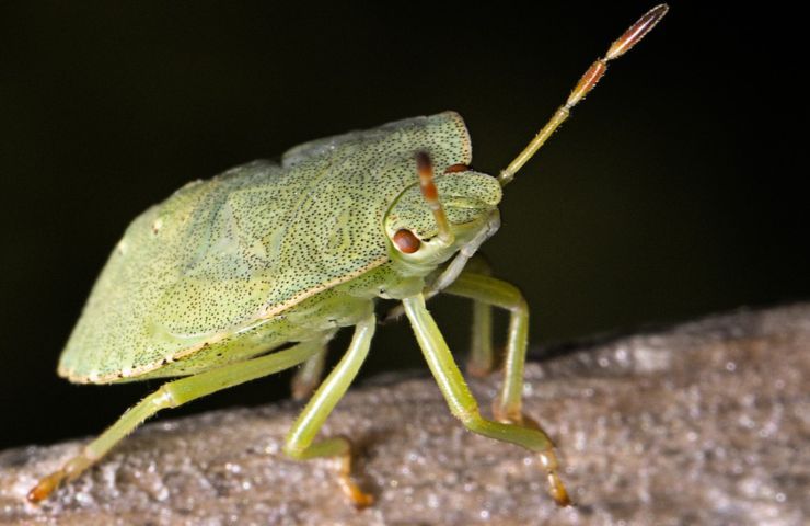 cimice verde rimedi naturali eliminarle