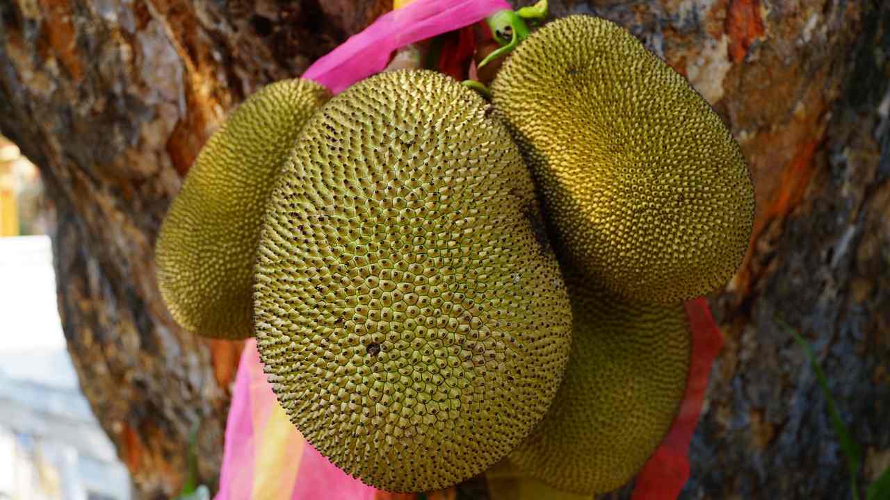 jackfruit proprietà