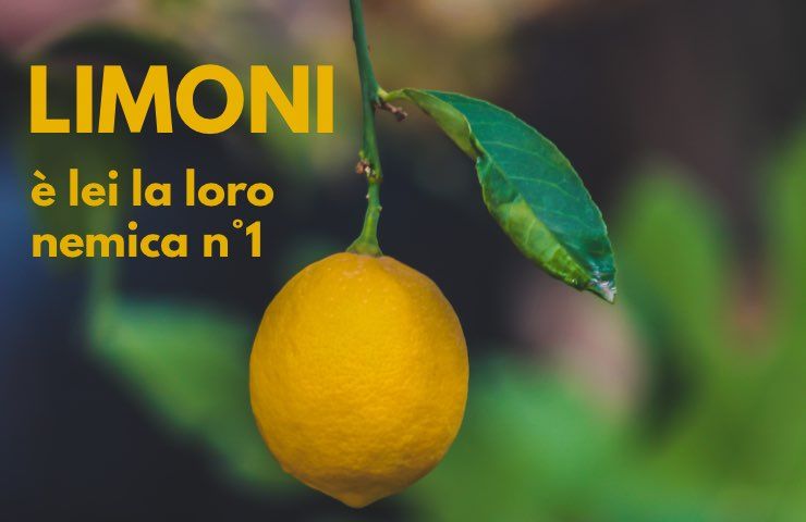 limone nemico n 1