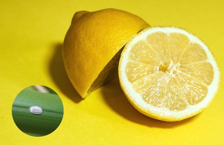 limone cocciniglia parassita