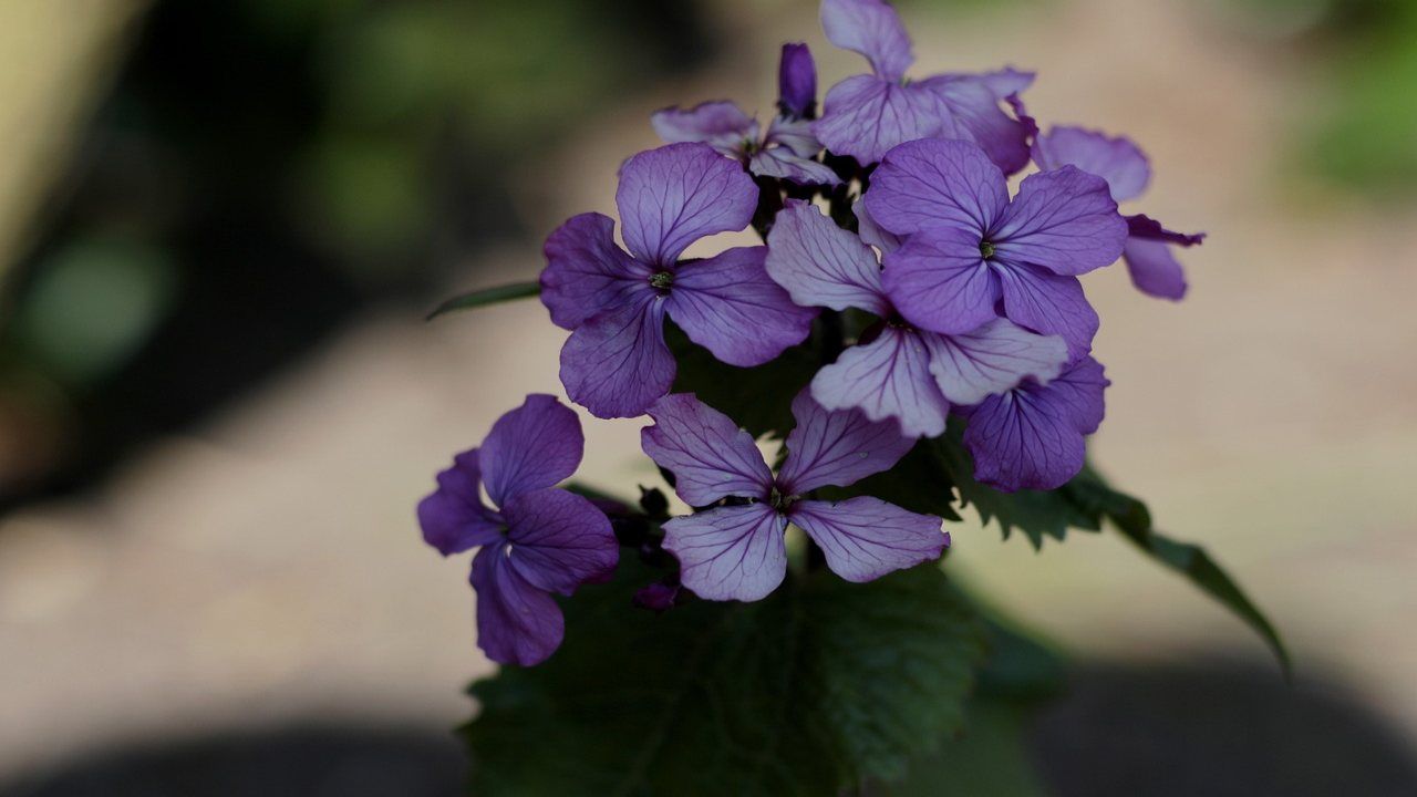 lunaria nome particolare coltivazione